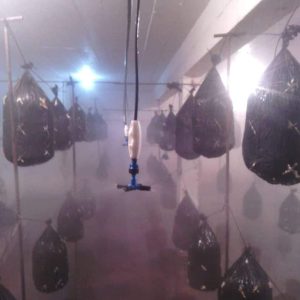 Fogger Mushroom Sprayer