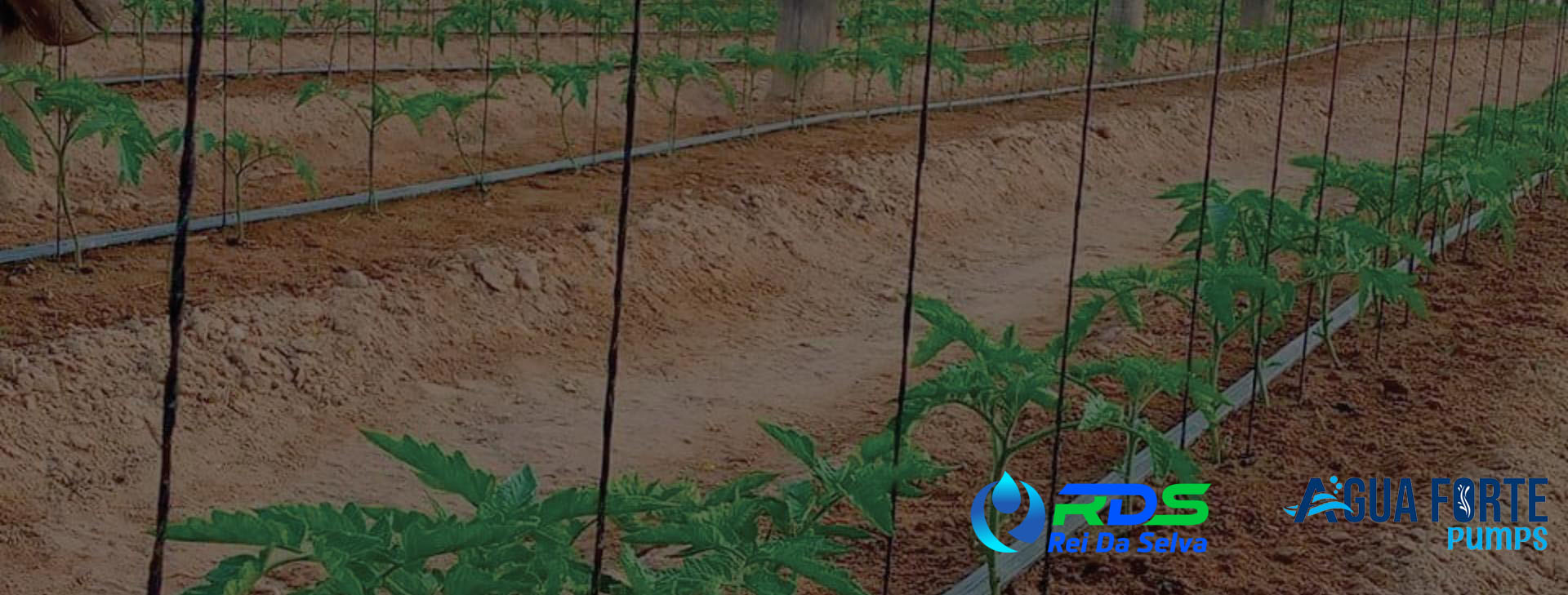 Smart Irrigation Solutions for Higher Yields